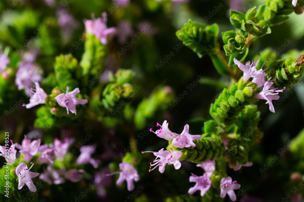 fresh oregano flowers, leaves on old wooden table, macro fresh oregano flowers, leaves on old wooden table, macro