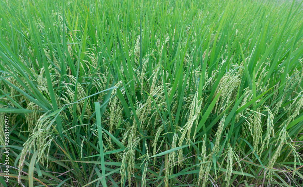 Rice spike in rice field.Closeup young spike ear of rice growing in paddy green field,good food,Carbohydrate