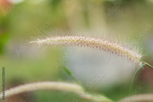 Close up desho grass or pennisetum pedicellatum