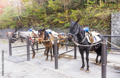 Horse resting in corral while they wait for tourists riding them at Fuji volcano attractions Japan