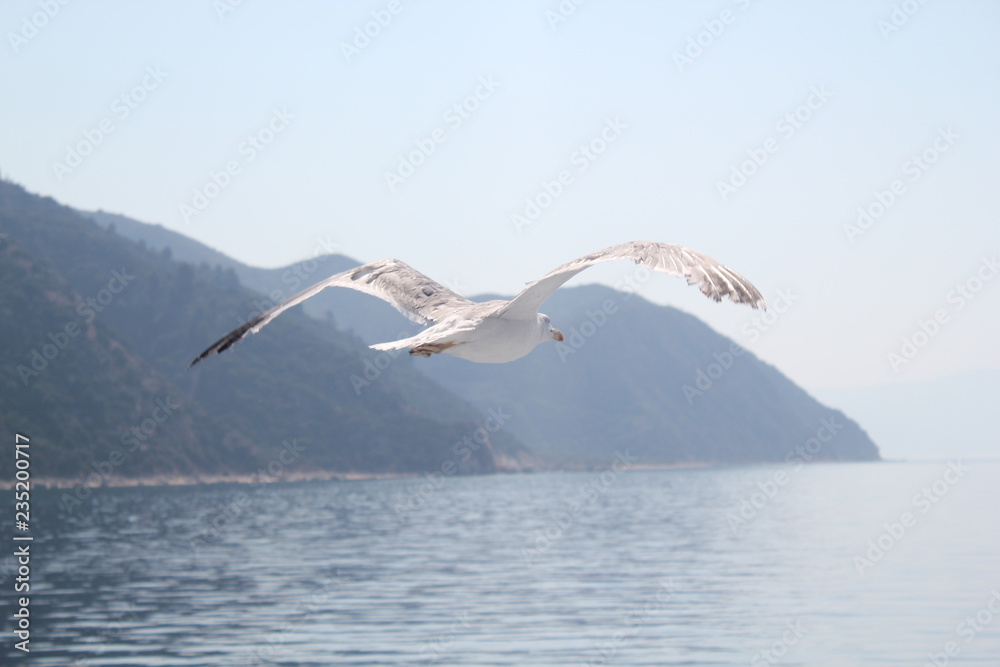 Fototapeta premium Чайка