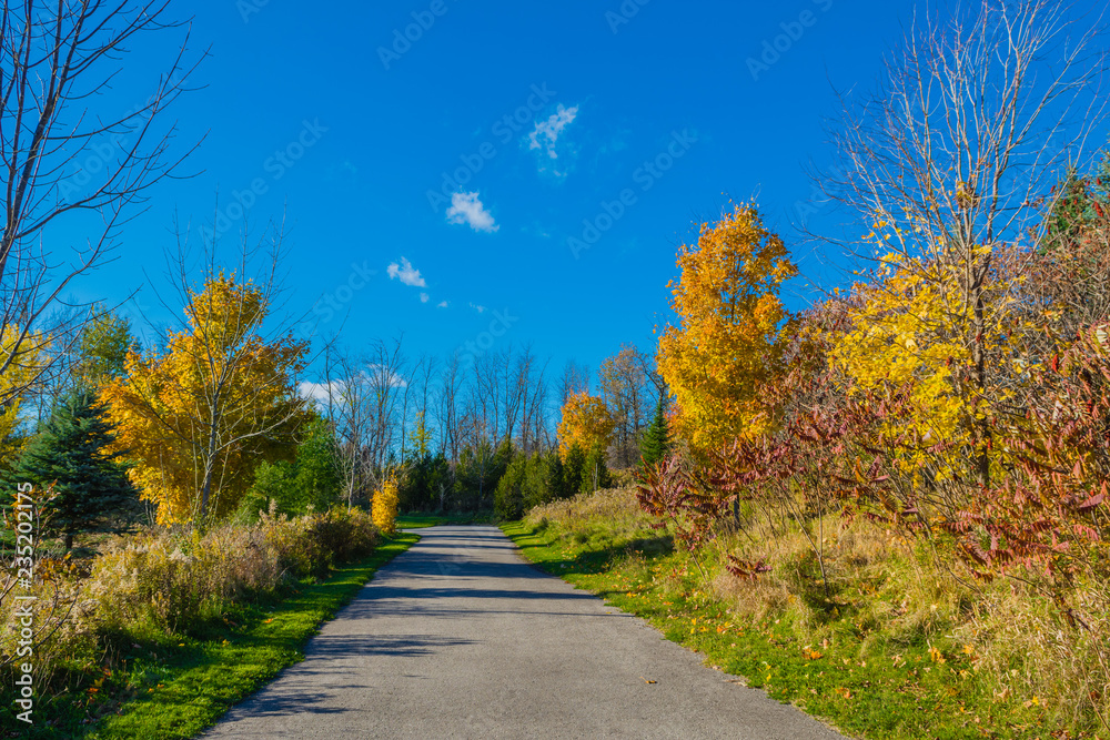 Autumn road in the park