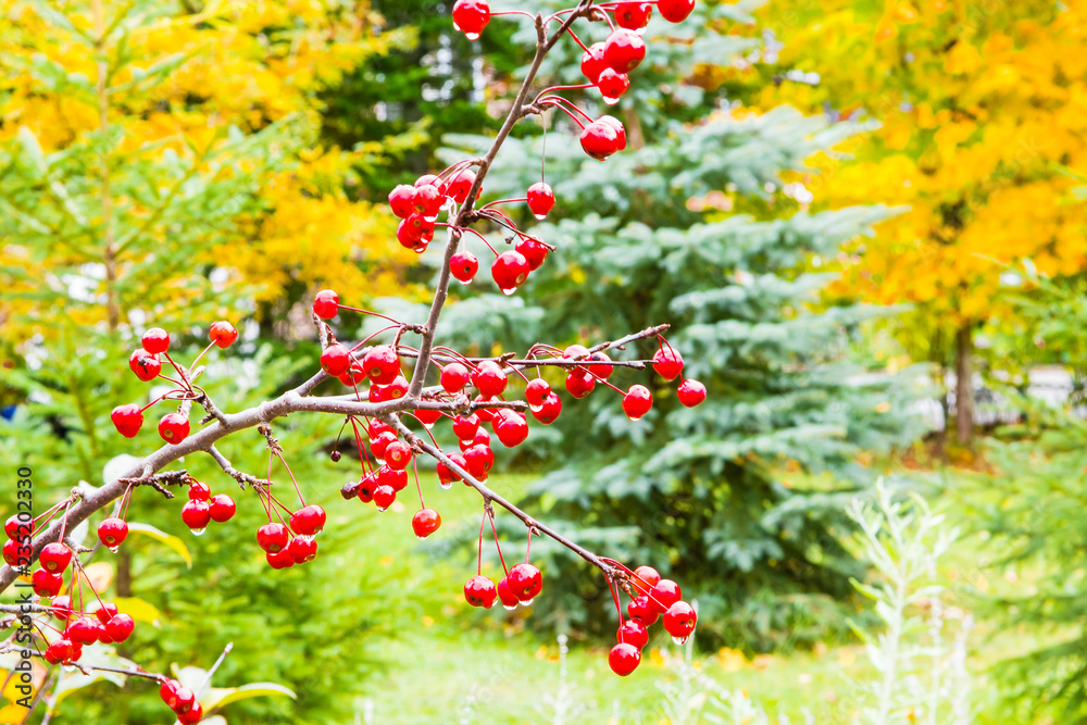 October rain on a red forest berry October rain on a red forest berry