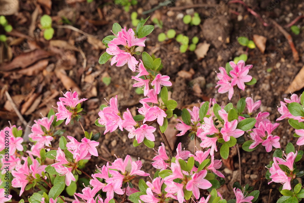 Obraz premium Azaleas love to stay outdoors