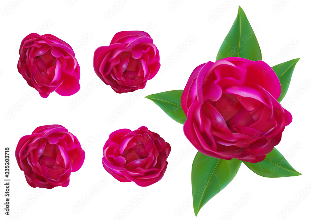Red rose realistic on a gray background Red rose realistic on a gray background