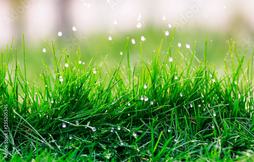 natural background of green fresh grass covered with water droplets during rain