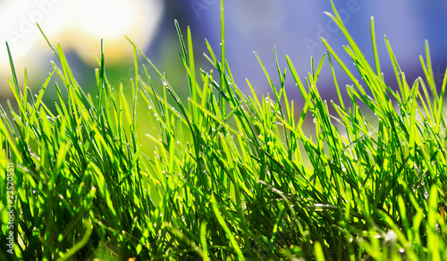 natural background of green fresh, young sprouts of grass in the garden vesen'