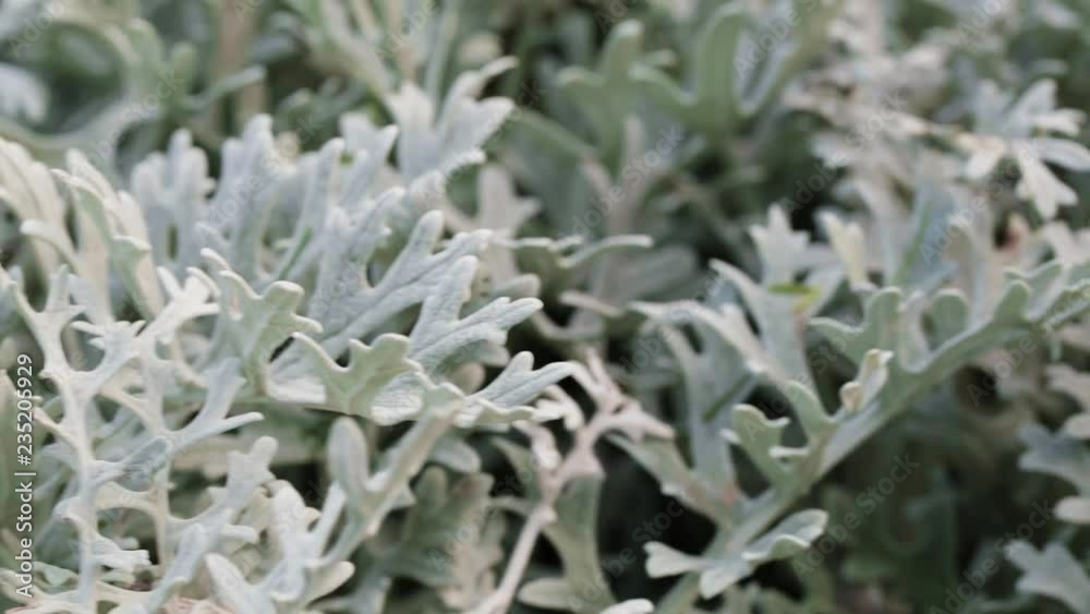 Closeup dolly shot of Artemisia arborescens, also known as tree wormwood. Closeup dolly shot of Artemisia arborescens, also known as tree wormwood.