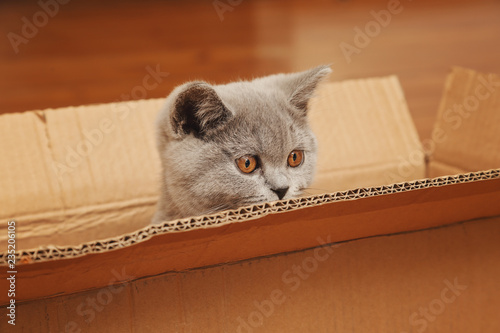 jeune chaton race british shorthair yeux jaune orange se cachant dans une caisse en carton 