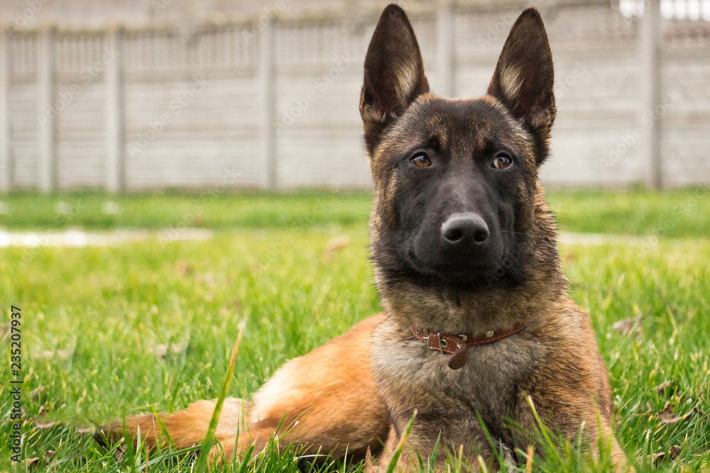 Young puppy of belgian shepherd, foxy with black Malinois, lying on the green grass Young puppy of belgian shepherd, foxy with black Malinois, lying on the green grass