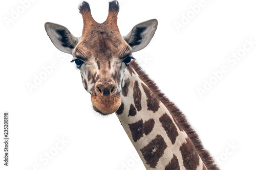 giraffe closeup white