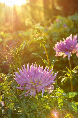 Pink dahlia flower on the bush