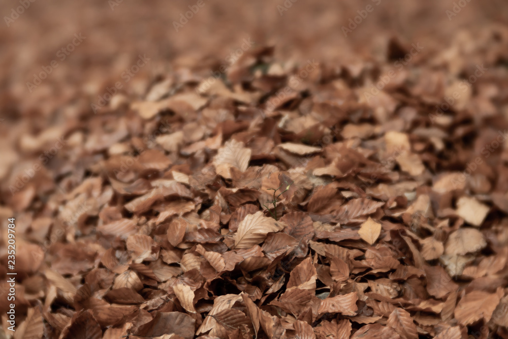 background of dry leaves background of dry leaves
