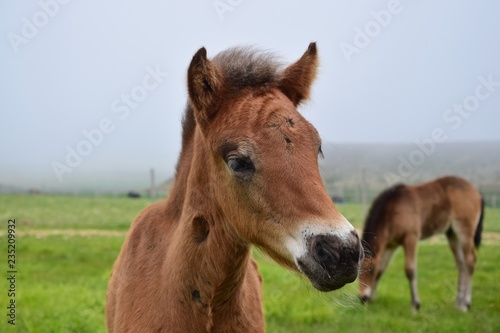 Portrait of a cute Icelandic foal. Bay.