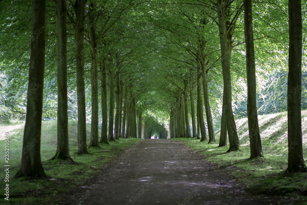 Tree alley at Fredensborg Palace, Denmark