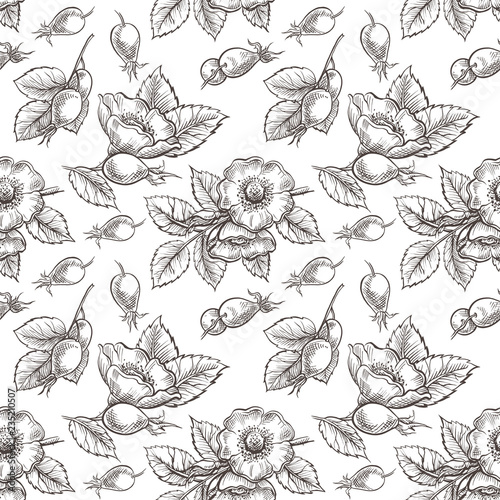 Seamless pattern with dog rose