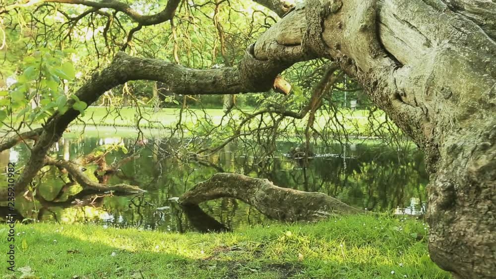 Dolly move reveals a fallen tree in a park with green vegetation and water. Dolly move reveals a fallen tree in a park with green vegetation and water.