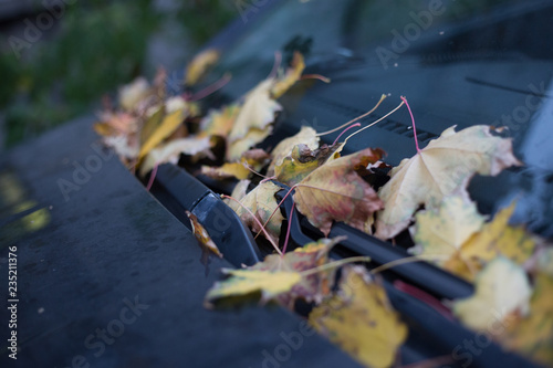 Autumn leaves on the car hood