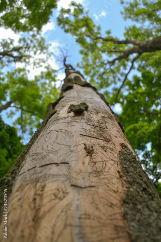 View at the tree from the bottom