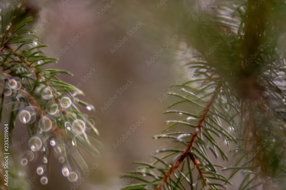 Obraz premium fir branch with needles