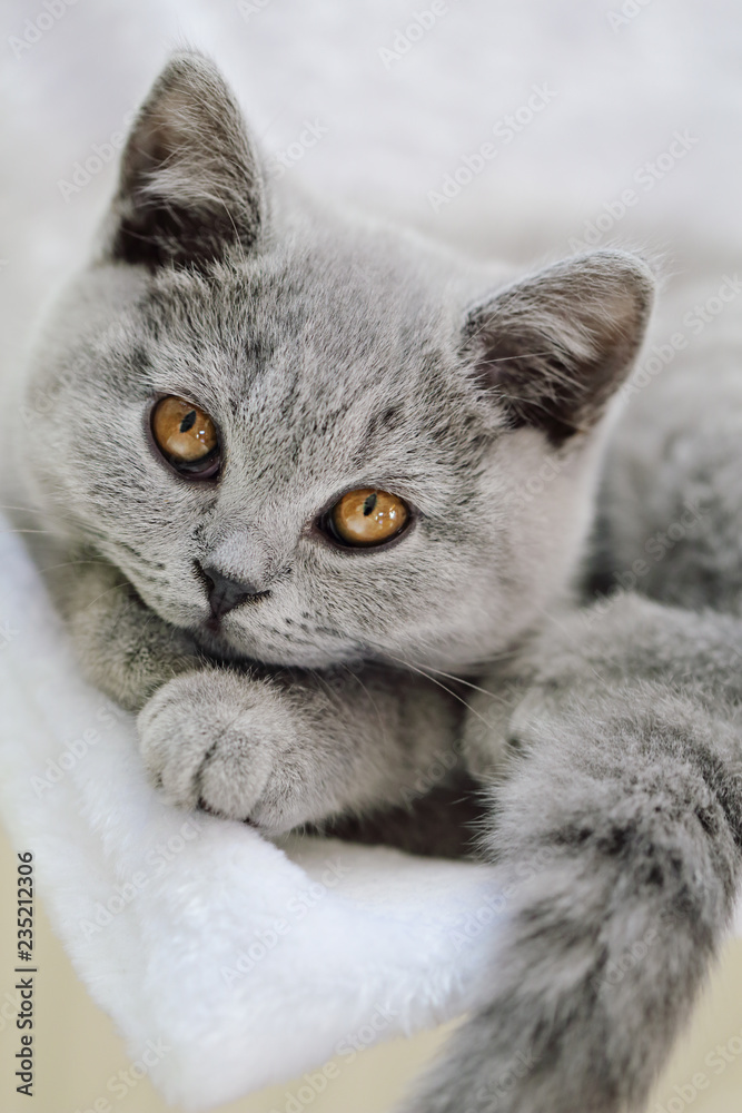 Jeune Chaton Race British Shorthair Yeux Jaune Orange Stock Photo Adobe Stock