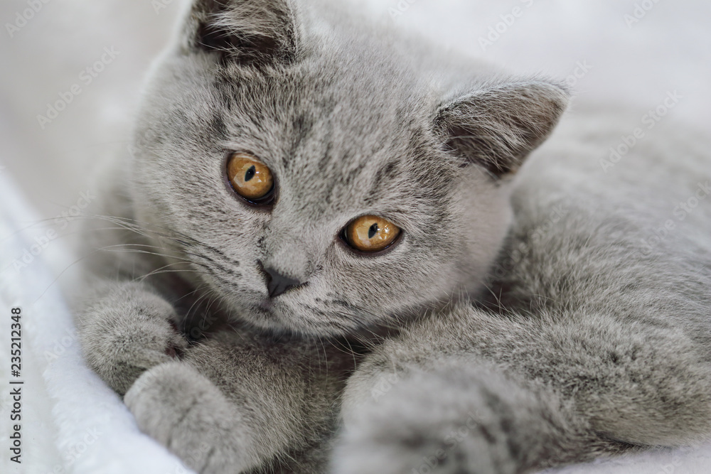 Jeune Chaton Race British Shorthair Yeux Jaune Orange Stock Photo Adobe Stock