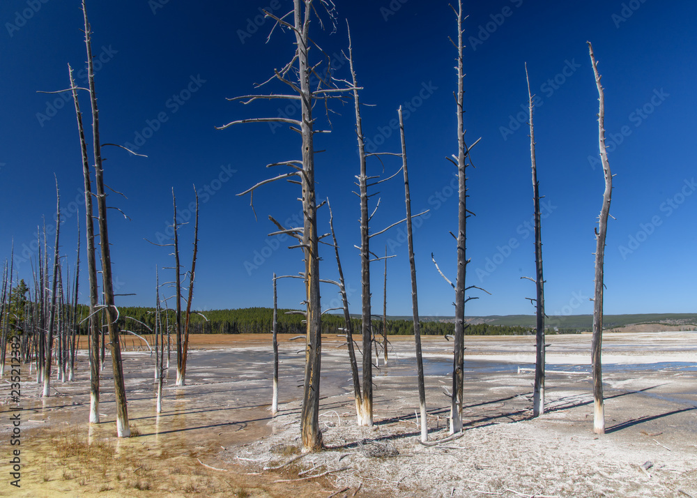 Dry Trees in Yellowstone
