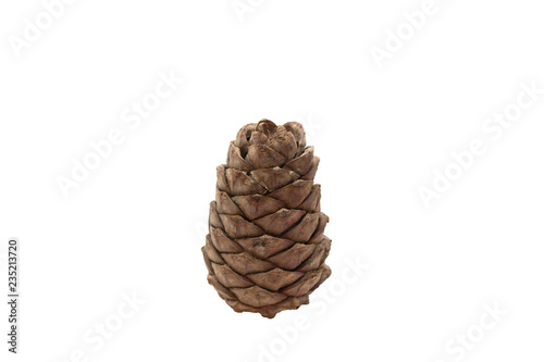 Isolated Cedar cone