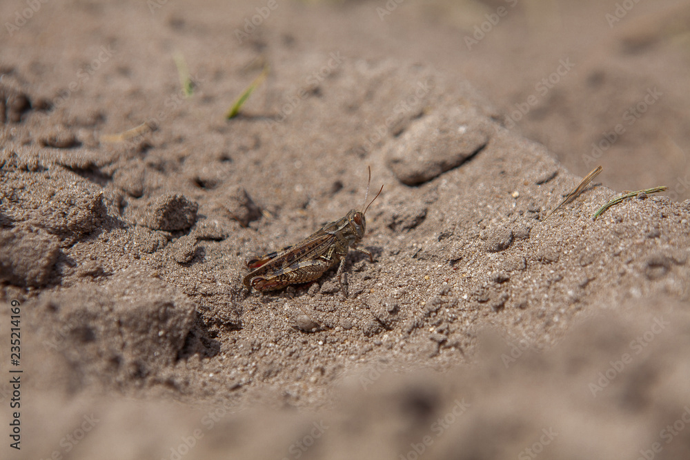 Close-up portrait of grey Woodland Grasshopper on ground. This grasshopper is present in most of Europe, in eastern Palearctic ecozone, in North Africa and in the Near East Close-up portrait of grey Woodland Grasshopper on ground. This grasshopper is present in most of Europe, in eastern Palearctic ecozone, in North Africa and in the Near East