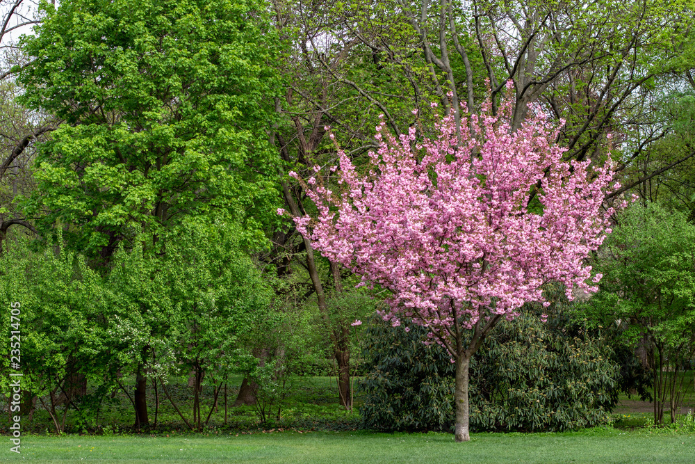 Obraz premium Tree with pink flowers