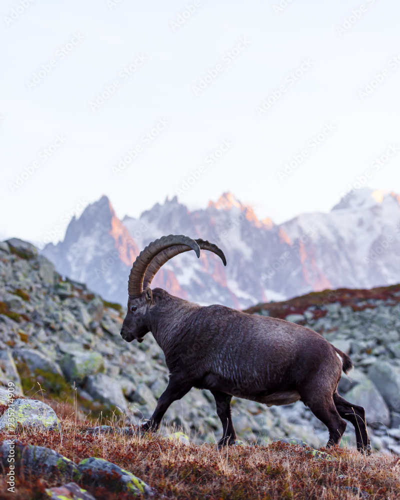 Alpine Carpa Ibex (wild goat) in the France Alps. Monte Bianco range with Mont Blanc mountain on background. Vallon de Berard Nature Preserve, Chamonix, Graian Alps. Landscape photography