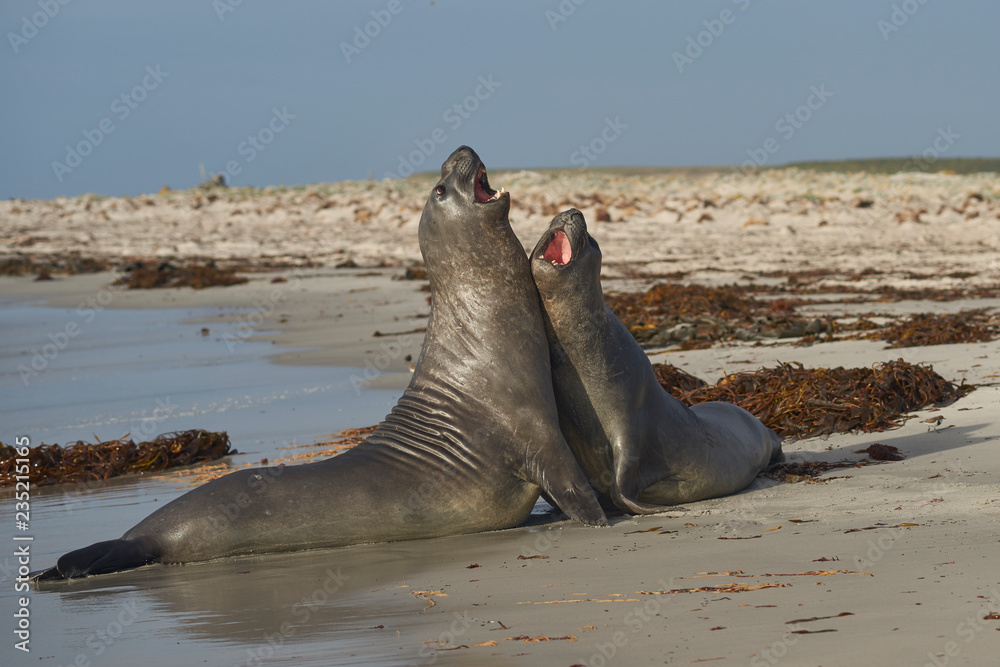 Fototapeta premium Southern Elephant Seals (Mirounga leonina) testing their strength against each other on a sandy beach on Sea Lion Island in the Falkland Islands.