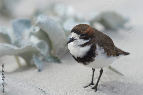 Two-banded Plover (Charadrius falklandicus) foraging amongst flowering Sea Cabbage plants (Senecio candidans) on a sandy beach on Sea Lion Island on the Falkland Islands photo