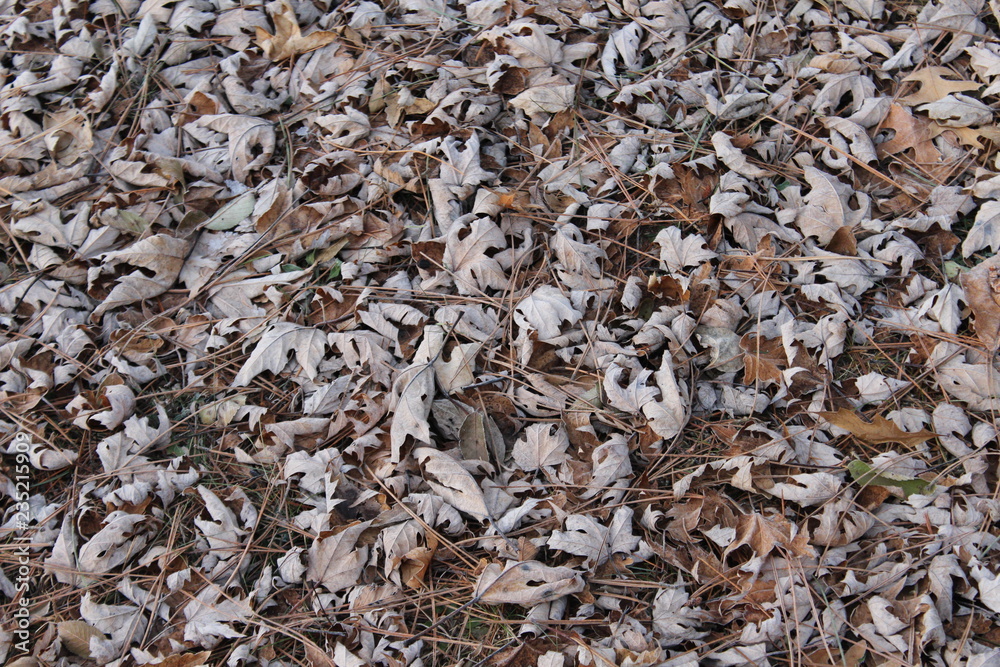 Fallen Brown Leaves in Autumn Fallen Brown Leaves in Autumn