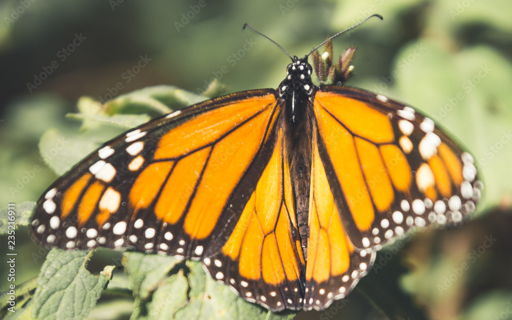monarch butterflies monarch butterflies