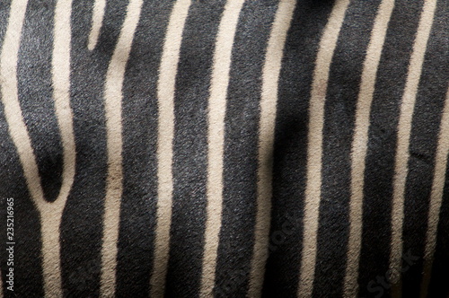 zebra skin texture