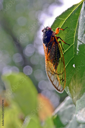 Vividly Colored Cicada with Beautiful Transparent Wings
