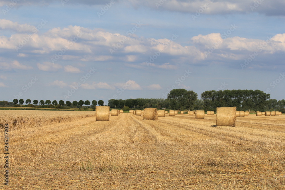 a golden field with round straw bales with a blue cloudy sky