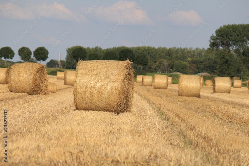 round straw bales in the field in summer