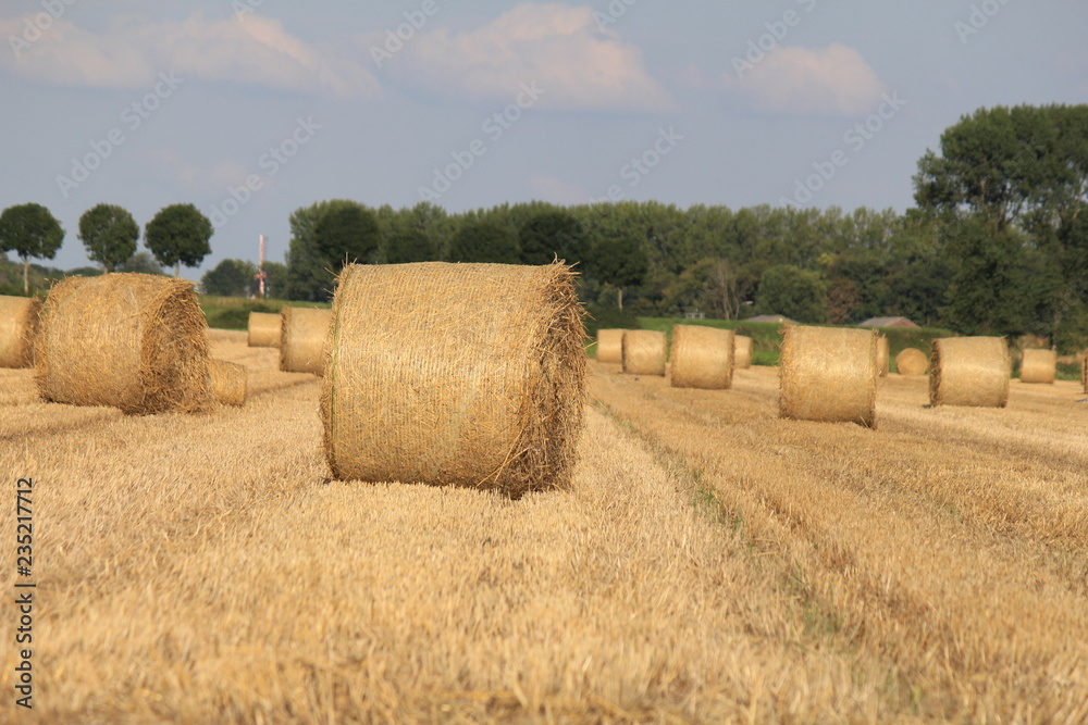 round straw bales in the field in summer round straw bales in the field in summer