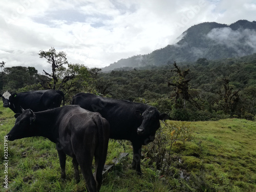 Mucche al pascolo in Amazzonia, Ecuador photo