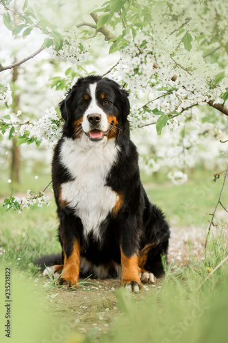happy Bernese mountain dog sit on grass . white trees and white flowers on background