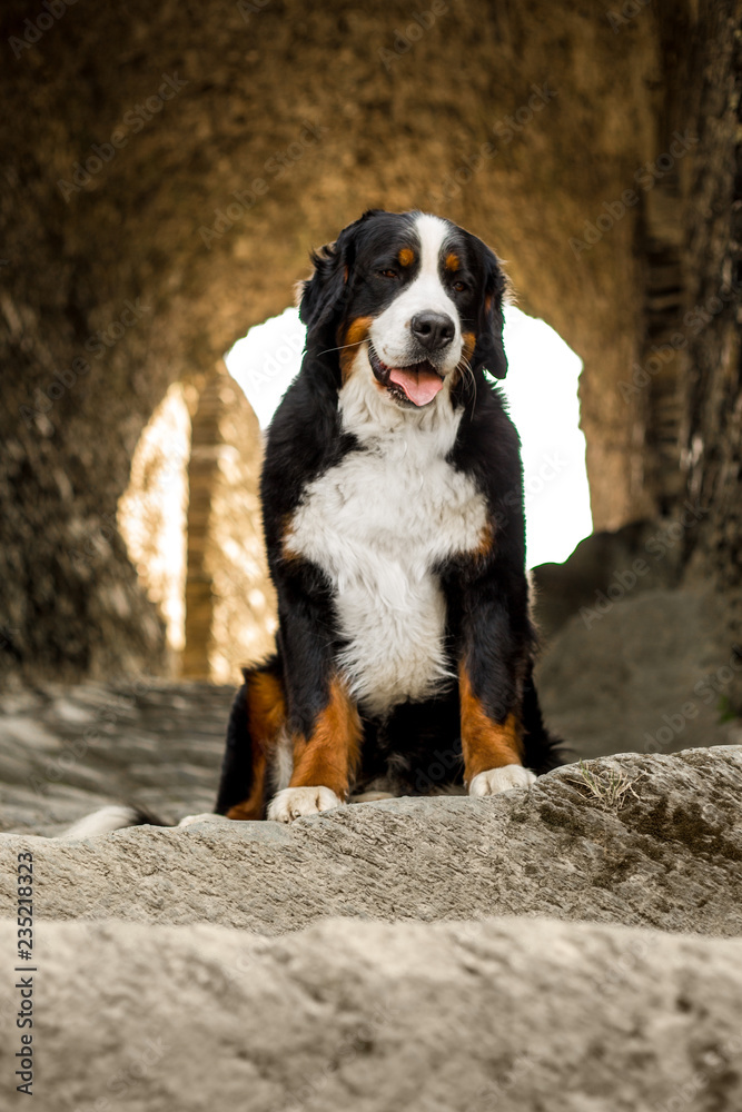 big Bernese mountain dog sit on ground. castle on background big Bernese mountain dog sit on ground. castle on background