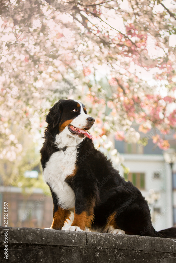 super portrait Bernese mountain dog look ahead. pink tree on background