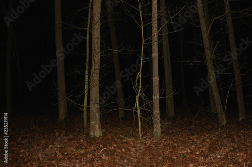 Nighty forest in czech tourist area Kersko on 10th november 2018 photo