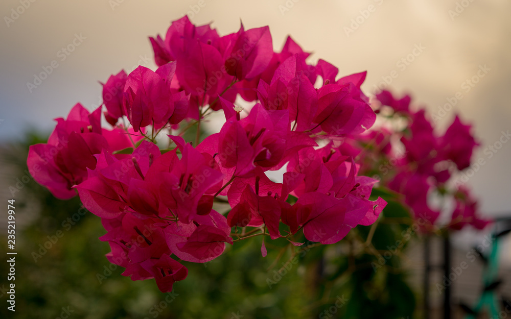 Obraz premium pink flowers in the garden