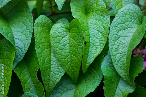 Natural leaves seen during the day 