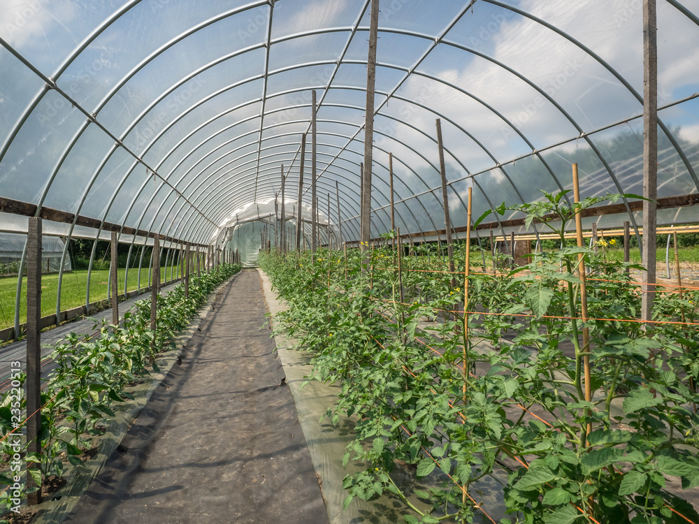 custom made wallpaper toronto digitalInterior of a hoop house filled with tomato and pepper plants on a sunny day.