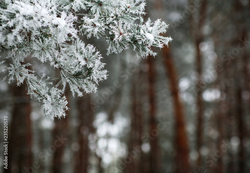 Frozen needles of pine tree branches in winter with patterns floes, background beauty in nature