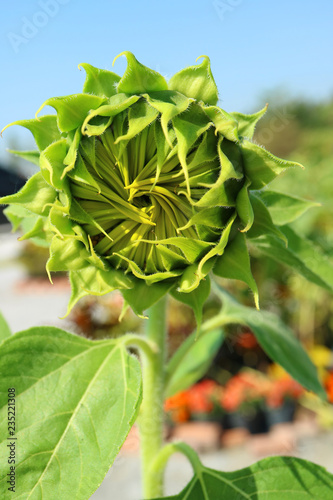 Fototapeta Naklejka Na Ścianę i Meble -  Closeup of Bright Green Sunflower Bud in the Sunlight 